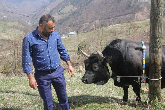 Boğasıyla Arasındaki Bağı Görenler Şaşkınlıklarını Gizleyemiyor