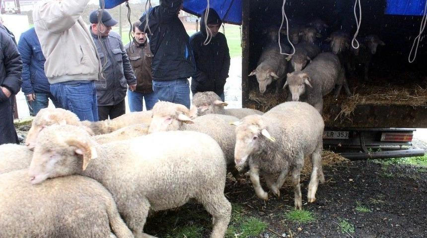 Hayvancılığa B&uuml;y&uuml;k Destek