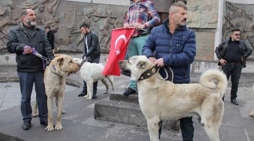 Hollandalılara Kangal K&ouml;pekli G&ouml;zdağı