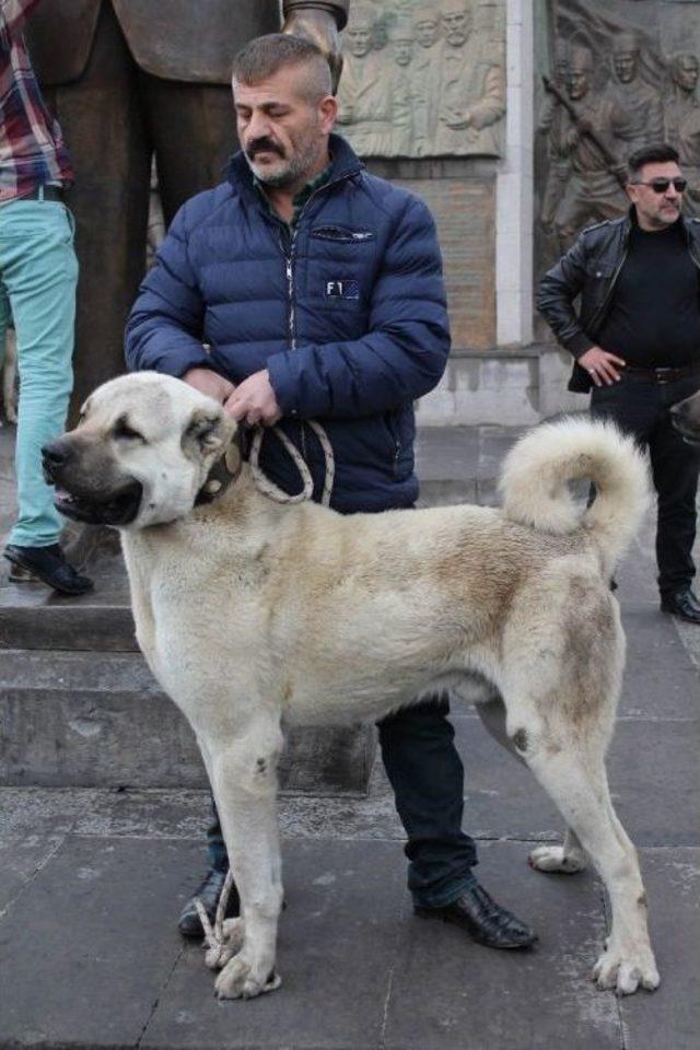 Hollandalılara Kangal Köpekli Gözdağı