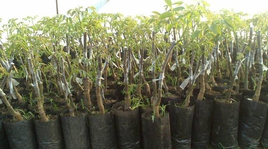 Fidan Desteği Almak İsteyenler İ&ccedil;in Son Tarih 20 Mart