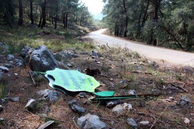 Protesto Için Dikilen Sembolik Ağaçlar Da Kesildi