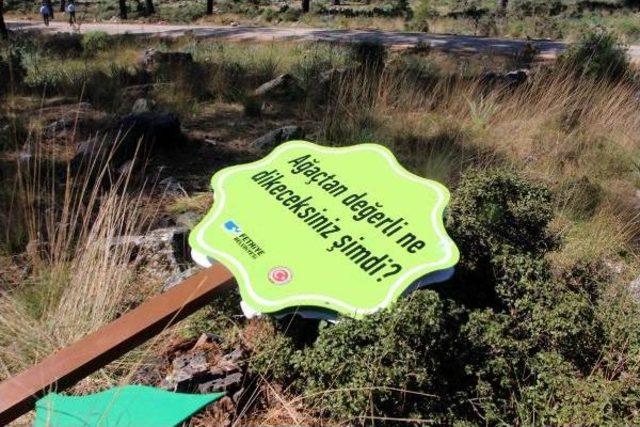 Protesto Için Dikilen Sembolik Ağaçlar Da Kesildi