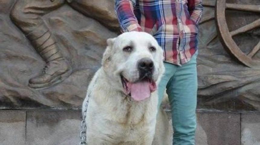 Kangal Köpekli Hollanda Tepkisi