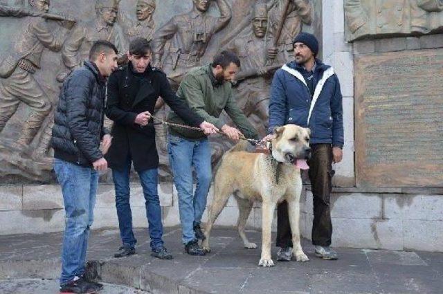 Kangal Köpekli Hollanda Tepkisi