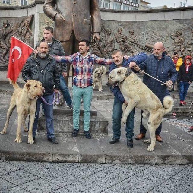 Kangal Köpekli Hollanda Tepkisi