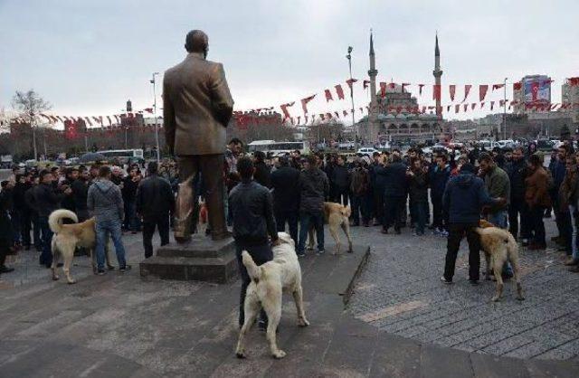 Kangal Köpekli Hollanda Tepkisi