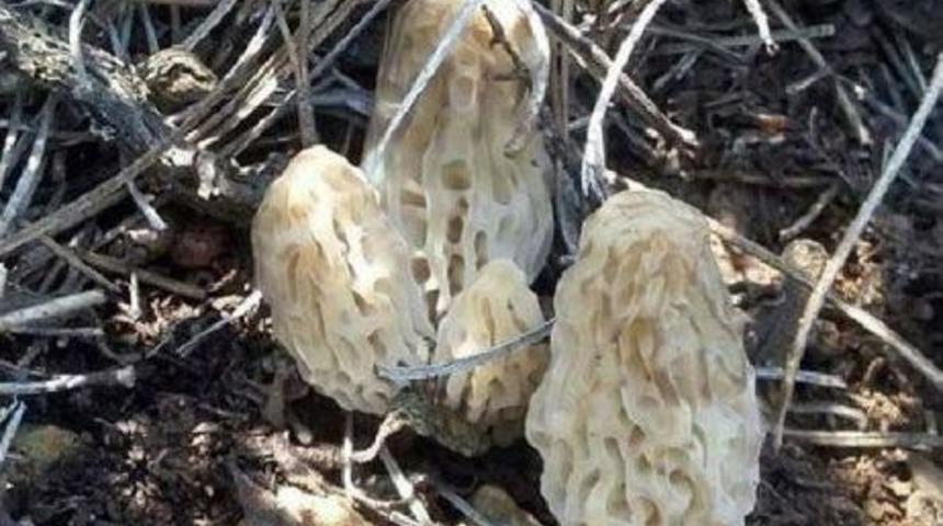 Kuzug&ouml;beğinin Kilosu 300 Lira