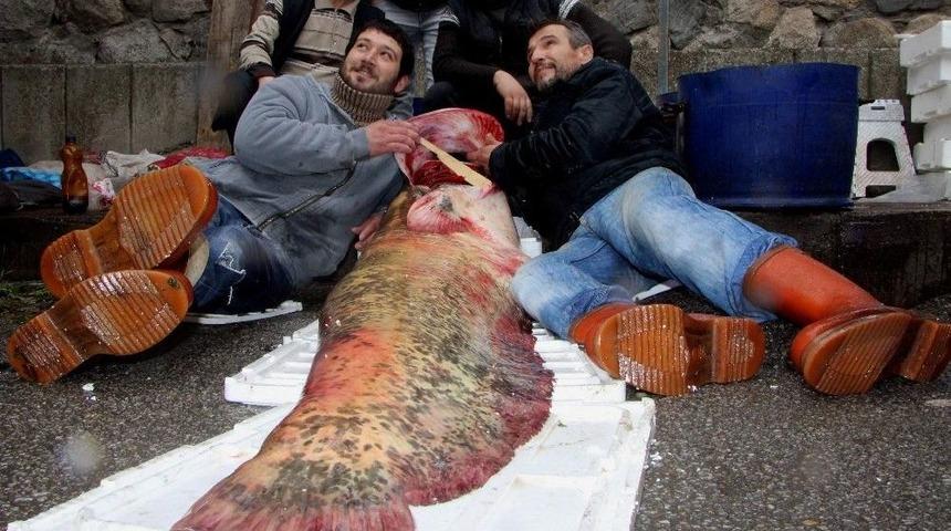 (&ouml;zel Haber) İznik G&ouml;l&uuml;&rsquo;nden 8 Yıl Sonra Canavar &Ccedil;ıktı