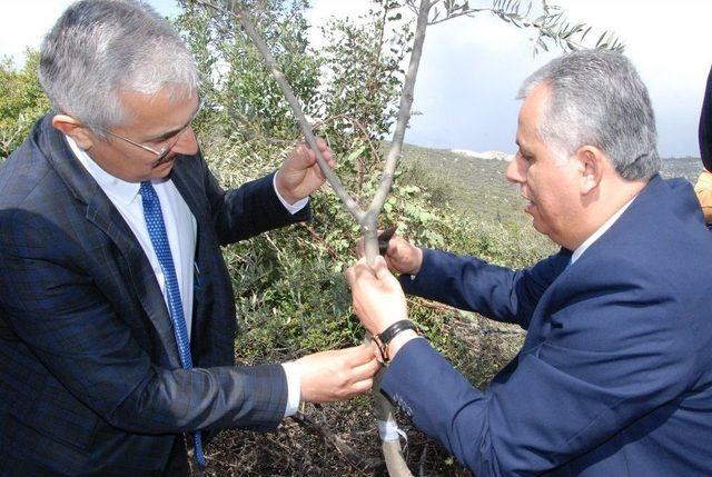 Silifke’de Harap Zeytinlerin Aşılanması Başladı