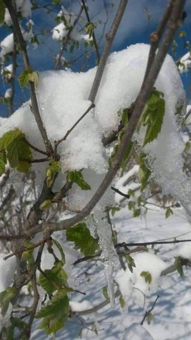 Fındık Üreticilerinden ‘mart Karı Klibi’