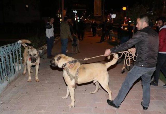 Konsolosluk Önünde Köpekli Protesto