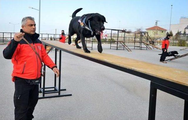 Hayat Kurtaran Köpekler Böyle Eğitiliyor