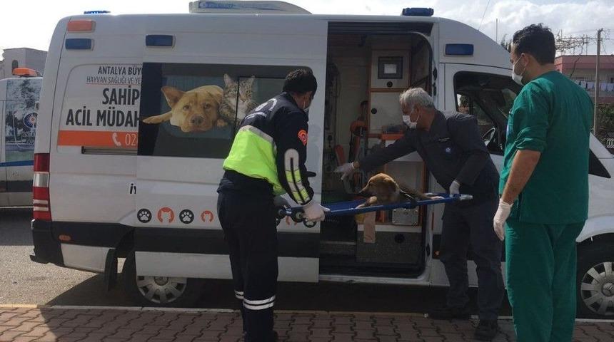 Antalya B&uuml;y&uuml;kşehir&rsquo;den Yaralı Hayvanlara Ambulansla M&uuml;dahale