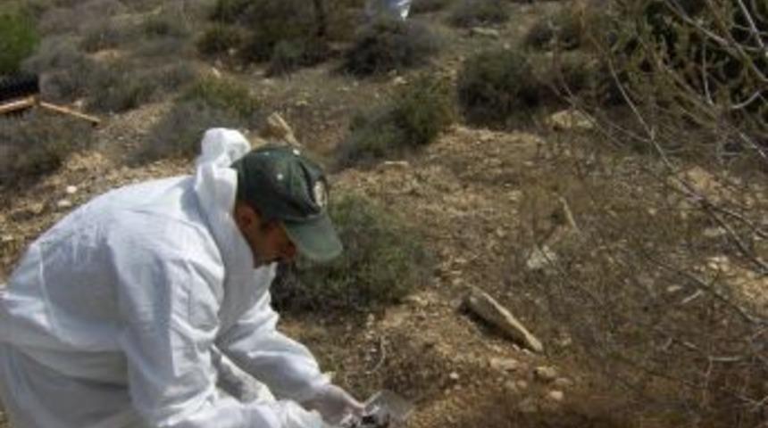 Mersin Ormanlarında Zararlı B&ouml;ceklere Karşı Biyolojik M&uuml;cadele Başladı