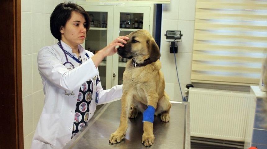 &rsquo;kuyu K&ouml;pek&rsquo; &Ouml;l&uuml;m&uuml; Bir Kez Daha Yendi