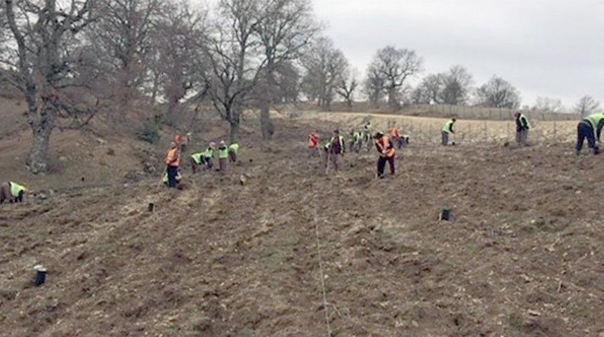Isparta&rsquo;ya Tr&uuml;f Ormanı