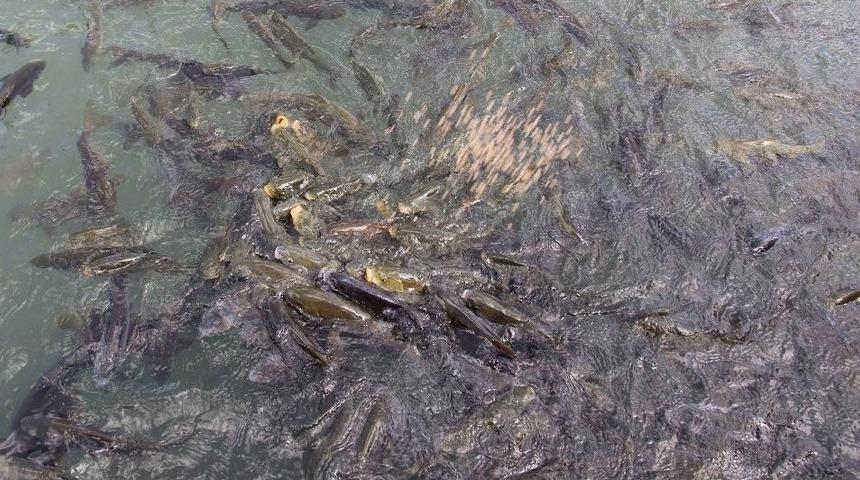 Şanlıurfa&rsquo;nın Simgesi Balıklıg&ouml;l Temizlendi