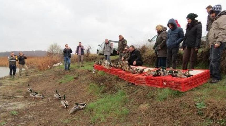 Doğaya Ilk Defa Yeşilbaş &Ouml;rdek Bırakıldı