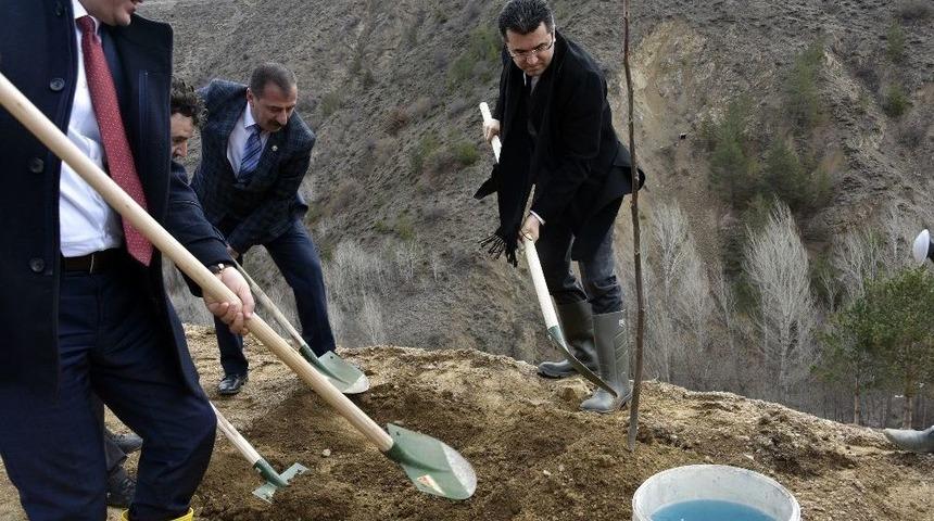 Gümüşhane’de Ceviz Seferberliği Devam Ediyor