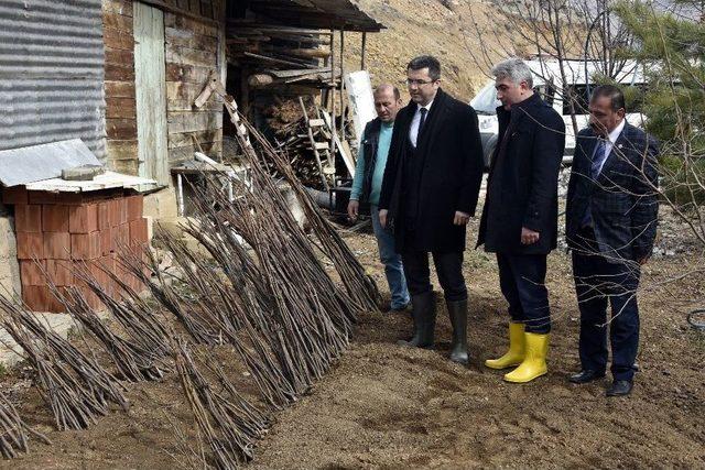 Gümüşhane’de Ceviz Seferberliği Devam Ediyor