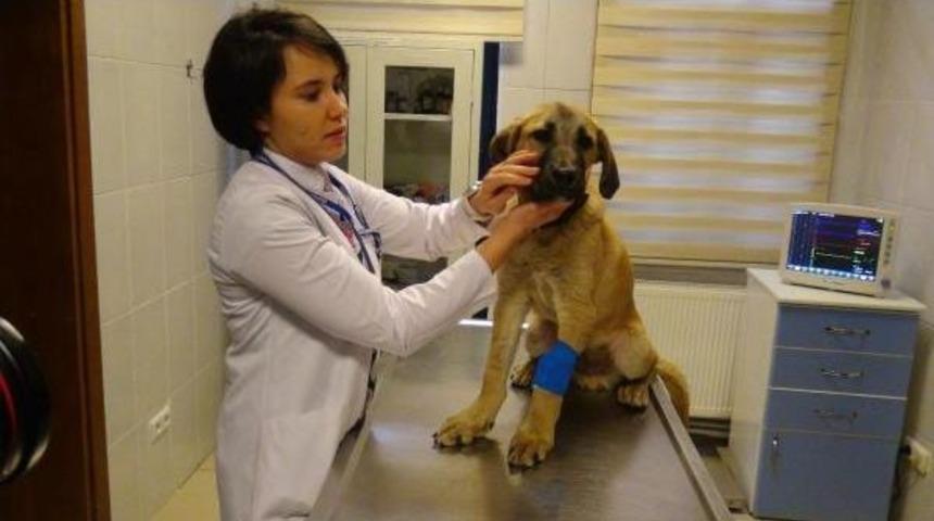 'kuyu K&ouml;pek' M&uuml;şahede Altında