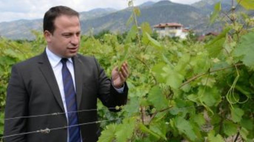 Erbaa Yaprağına Coğrafi İşaret Başvurusu