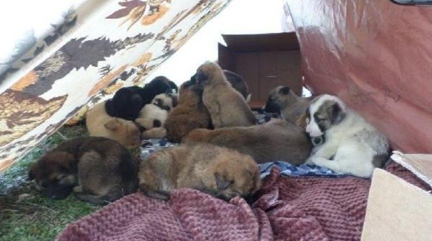 53 Yavru K&ouml;peğe &Ouml;nce Hayvanseverler, Sonra Belediye Sahip &Ccedil;ıktı
