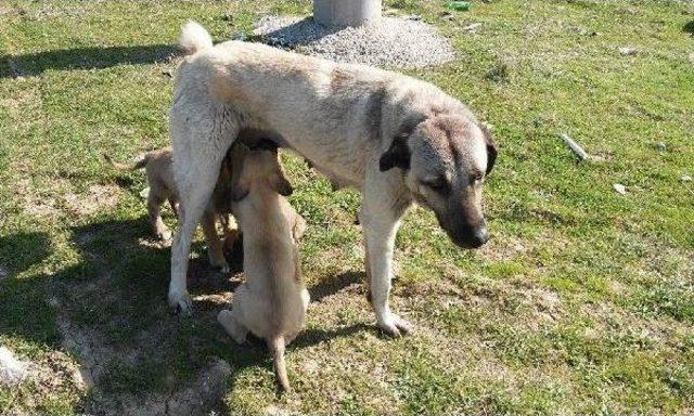 53 Yavru Köpeğe Önce Hayvanseverler, Sonra Belediye Sahip Çıktı