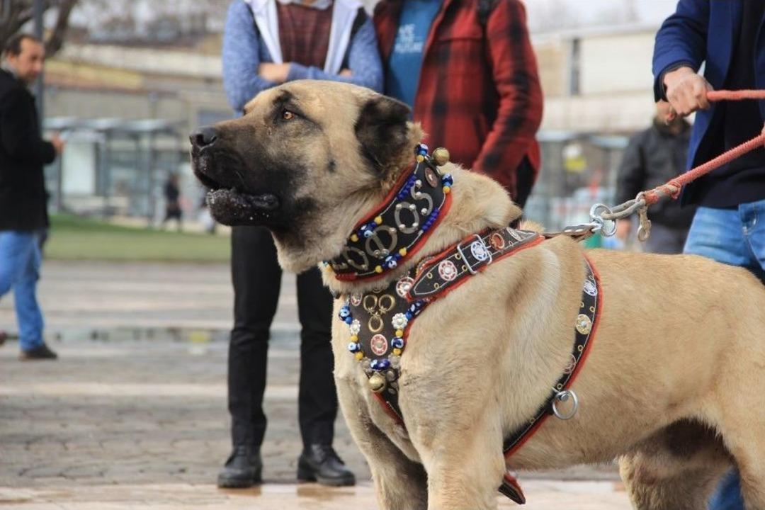 T&uuml;rk Eylemcilere K&ouml;pekle M&uuml;dahale Eden Hollanda&rsquo;ya Kangallı Tepki