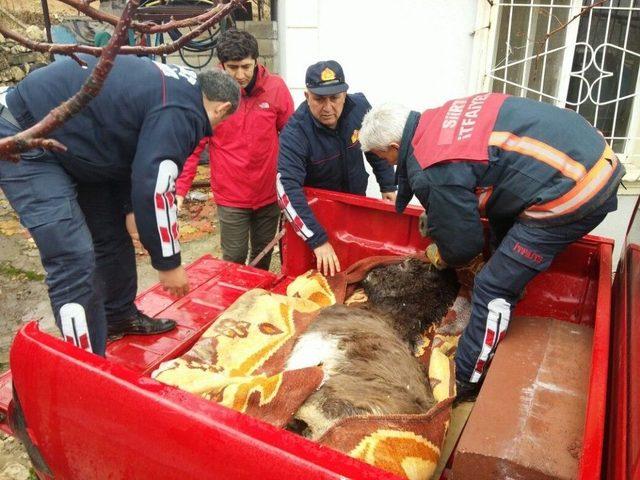 Siirt’te Mahsur Kalan Eşek Kurtarıldı