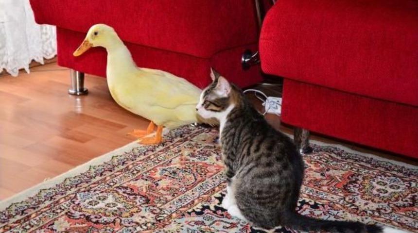 Sokağa Atılan G&ouml;zleri G&ouml;rmeyen &Ouml;rdeği Sahiplendi