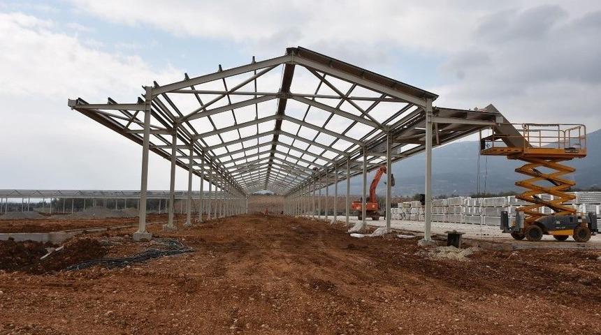 Kiraz &Uuml;reticisi Sokak Arasından Kurtuluyor