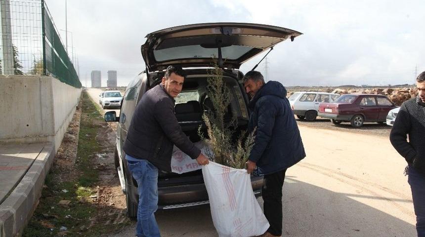 Şahinbey&rsquo;de 184 Bin Fidan Dağıtıyor