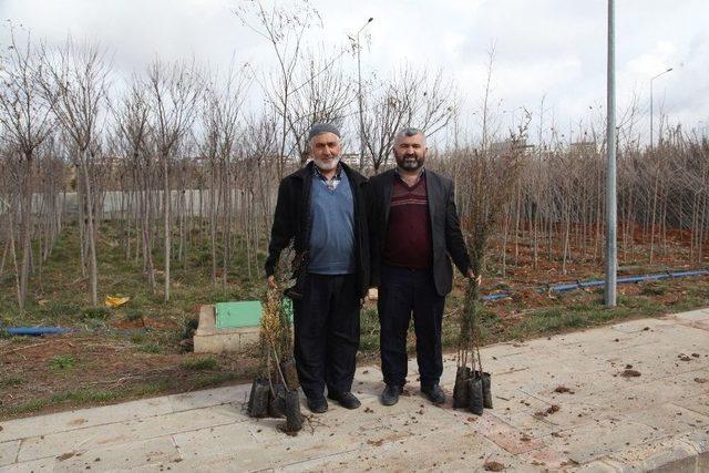 Şahinbey’de 184 Bin Fidan Dağıtıyor