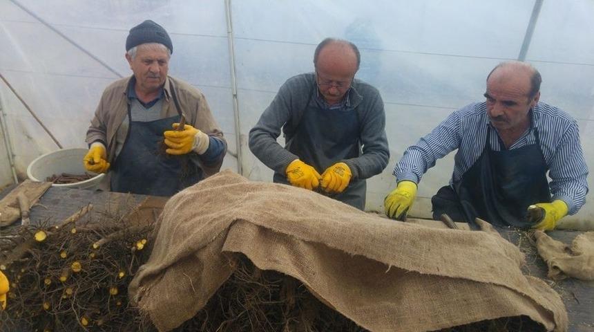 Kastamonu Ve Sinop&rsquo;ta Cevizler Aşılanıyor