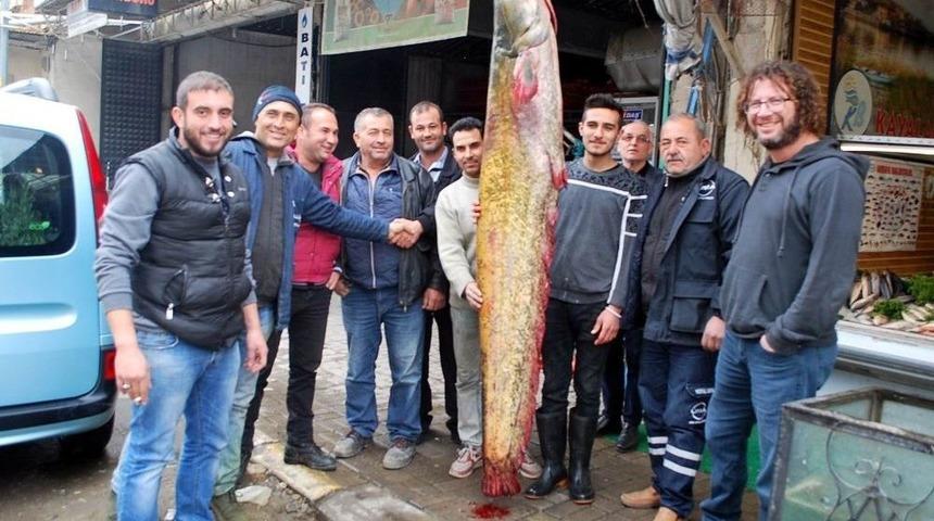 Manisa&rsquo;da 80 Kiloluk Dev Yayın Balığı Yakalandı