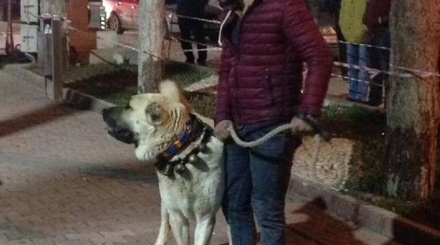 Hollanda'ya Kangal K&ouml;pekli Protesto
