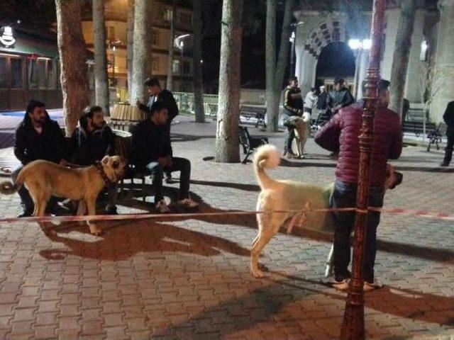 Hollanda'ya Kangal Köpekli Protesto