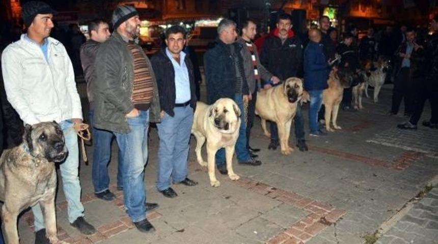 Hollanda'yı Kangal K&ouml;pekleriyle Protesto Ettiler