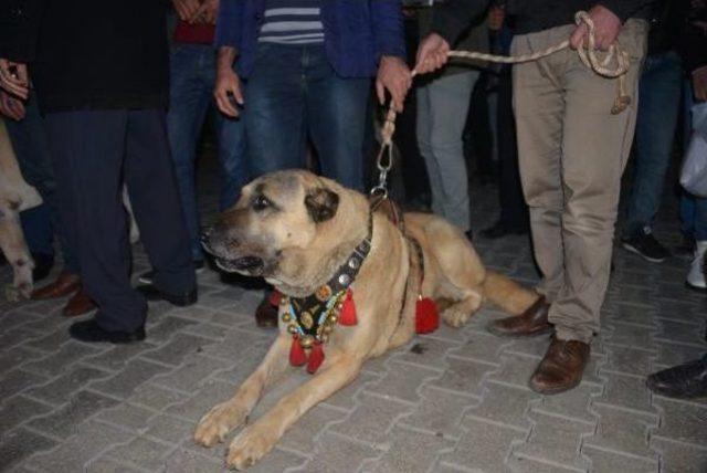 Hollanda'yı Kangal Köpekleriyle Protesto Ettiler