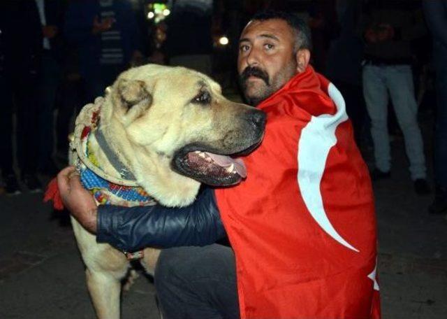 Hollanda'yı Kangal Köpekleriyle Protesto Ettiler