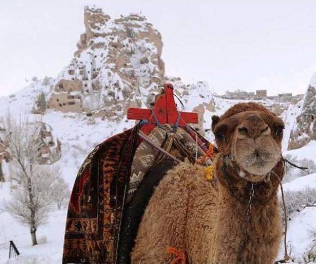 Soğuk Hava, Kapadokya'daki Develeri De Üşüttü