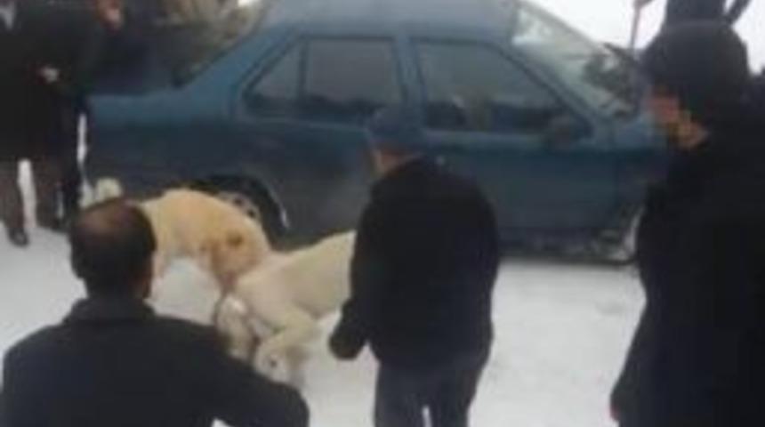 K&ouml;pek D&ouml;v&uuml;şt&uuml;rene 5 Bin 207 Lira Para Cezası