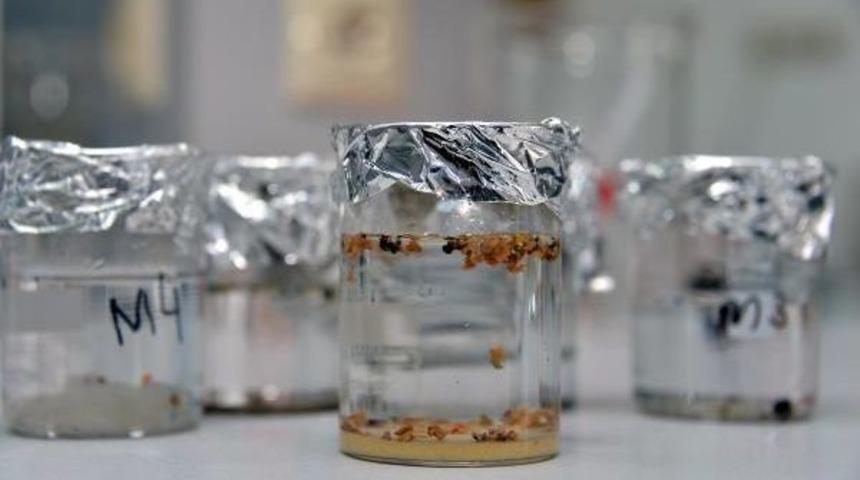 Deniz 'plastik &Ccedil;orbası', 700 Canlı Risk Altında