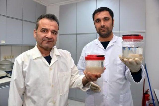 Deniz 'plastik Çorbası', 700 Canlı Risk Altında