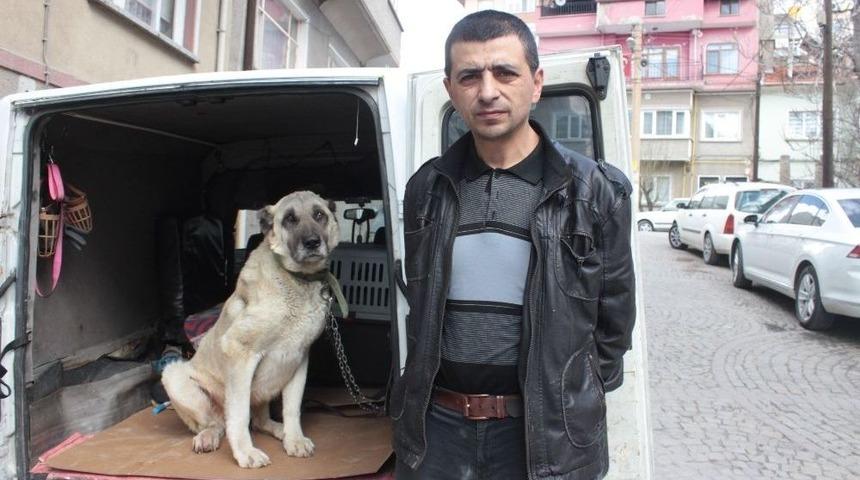 Yaralı Ve Hasta K&ouml;pek Tedavi İ&ccedil;in Eskişehir&rsquo;e G&ouml;nderildi