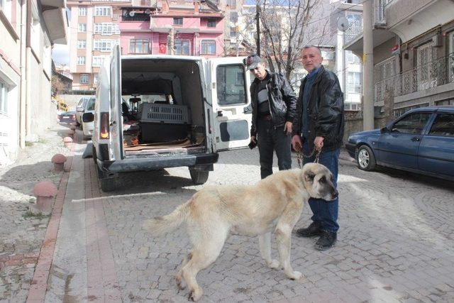 Yaralı Ve Hasta Köpek Tedavi İçin Eskişehir’e Gönderildi