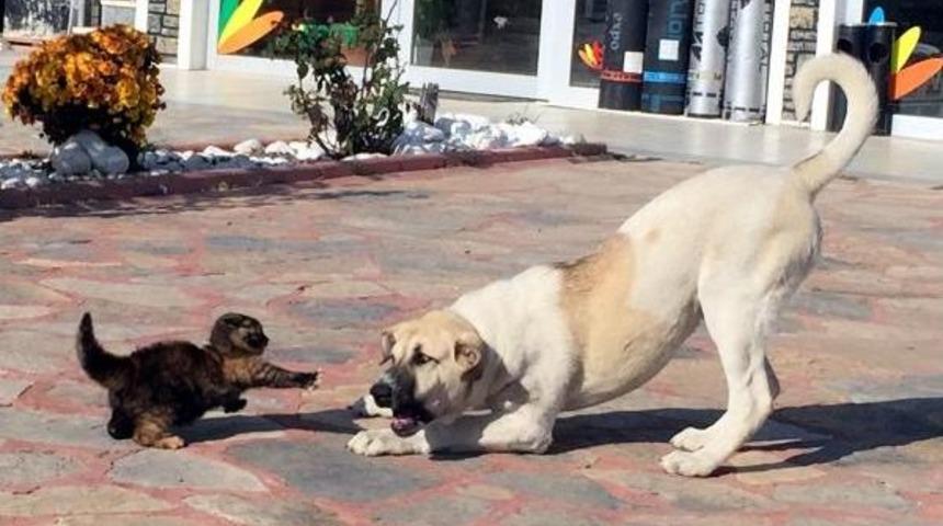 Yavru Kedi, Yiyeceği Vermemek I&ccedil;in K&ouml;peğe B&ouml;yle Karşı Koydu
