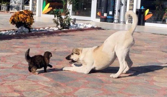 Yavru Kedi, Yiyeceği Vermemek Için Köpeğe Böyle Karşı Koydu